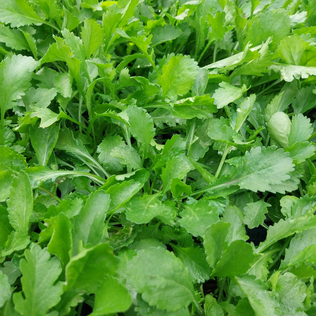 Fettwiesen-Margerite