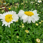  Großblumige Margerite 