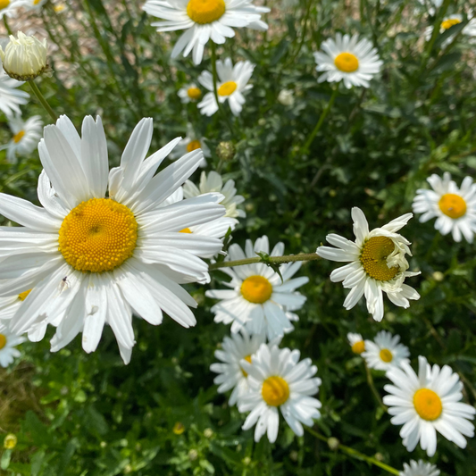 Leucanthemum vulgare Kleine Margerite