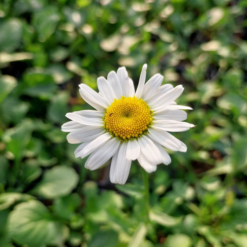 Leucanthemum vulgare Kleine Margerite