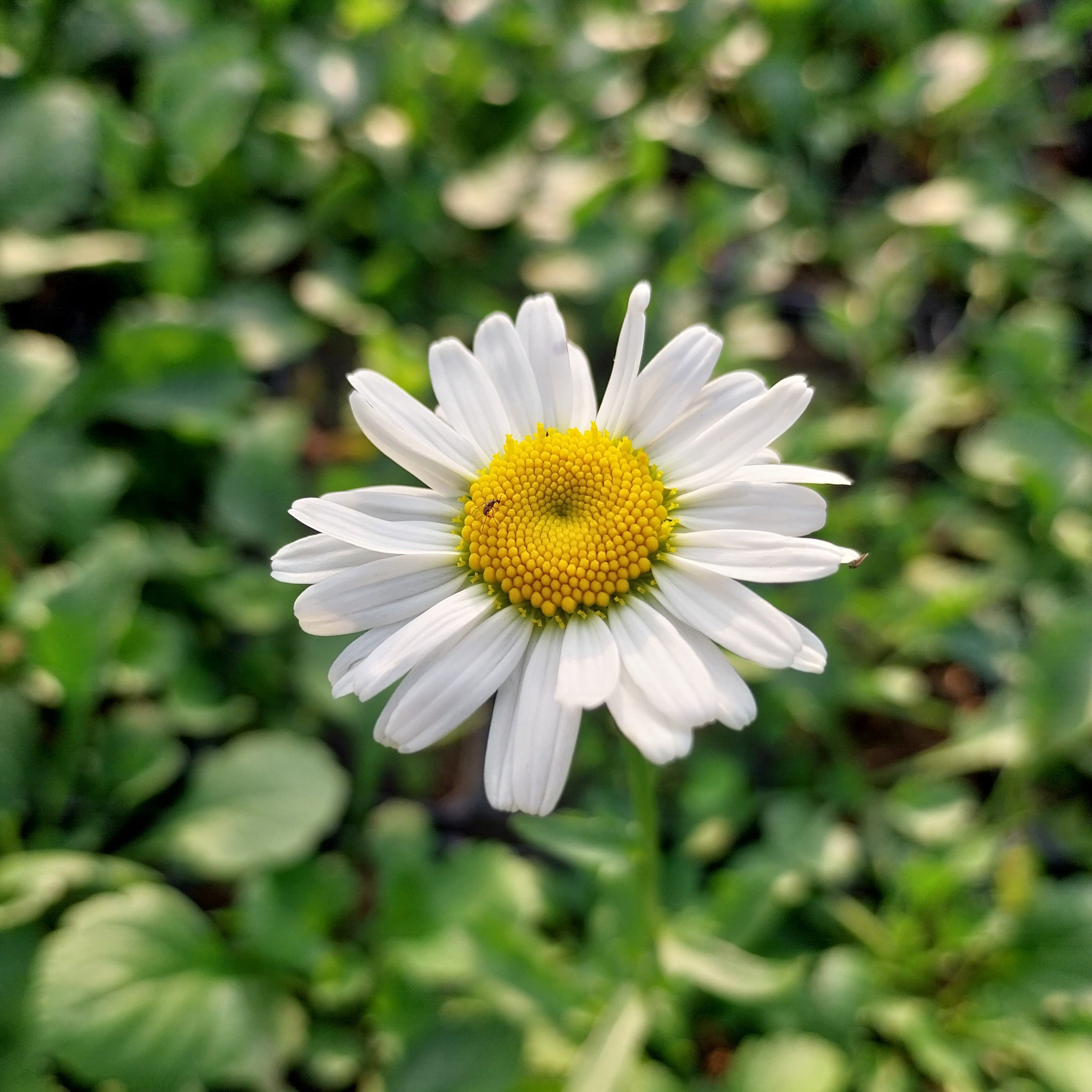 Leucanthemum vulgare Kleine Margerite
