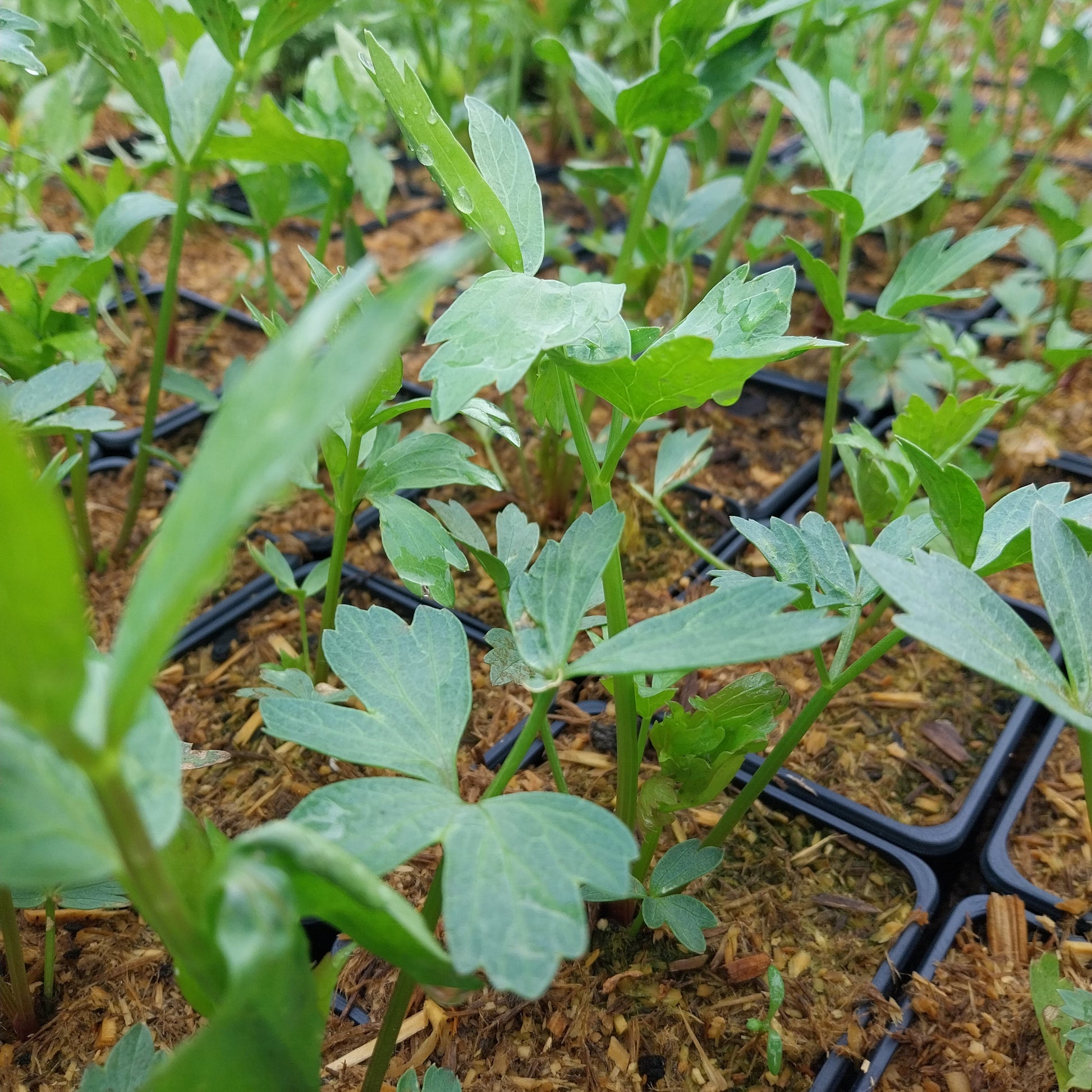 Levisticum officinale Liebstöckel, Maggikraut