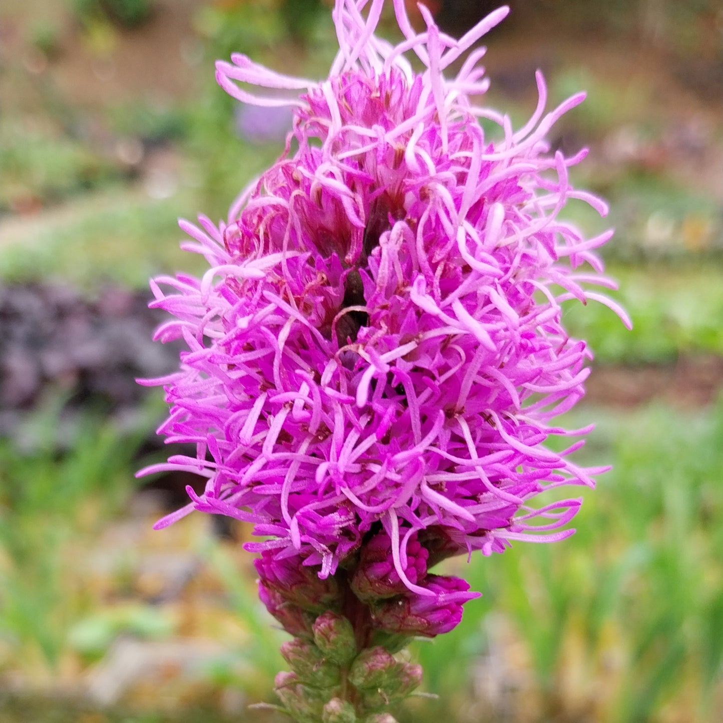Liatris spicata Ährige Prachtscharte