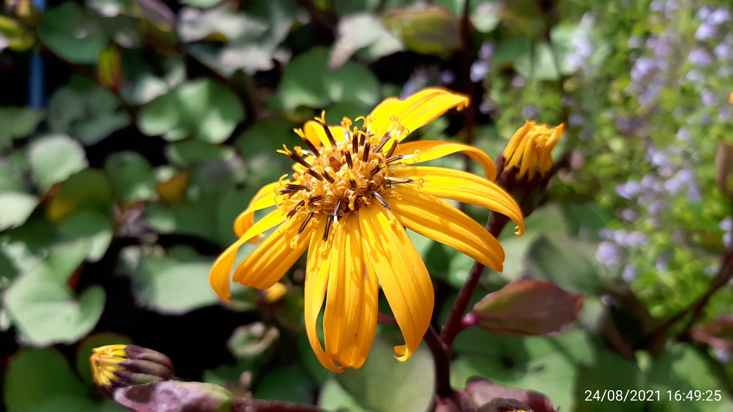 Staude Ligularia dentata 'Moorblut’ Garten-Strauß-Goldkolben