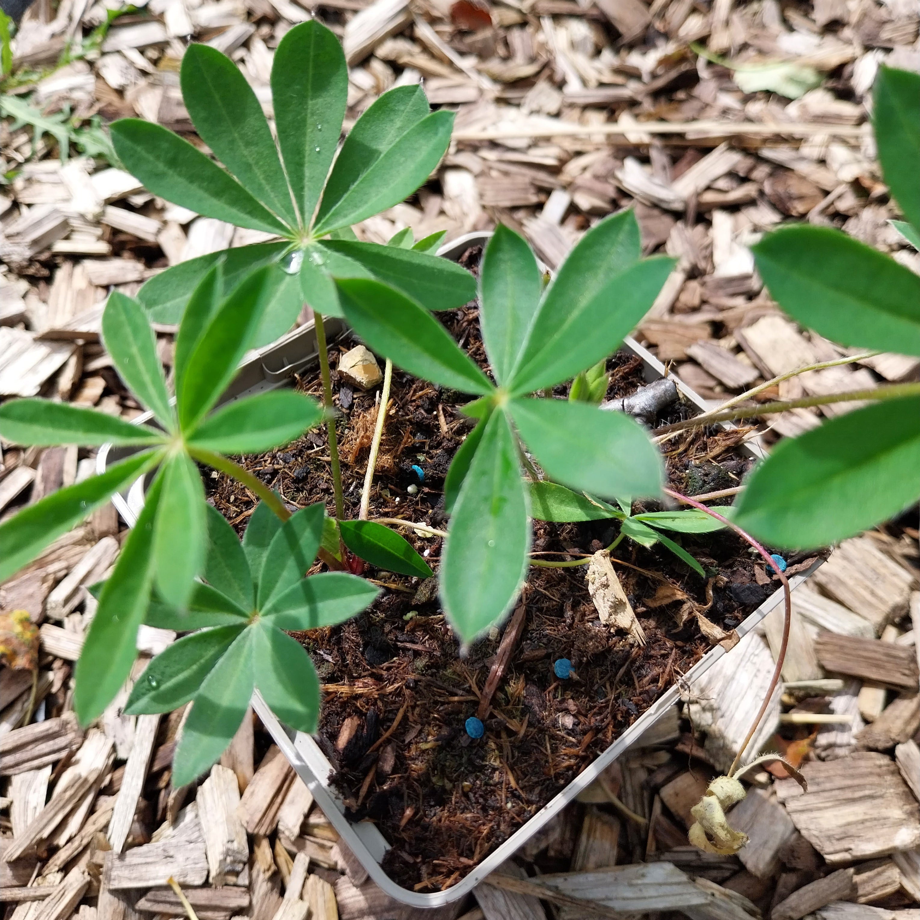 Lupine Lupinus polyphyllus ‘Schloßfrau’