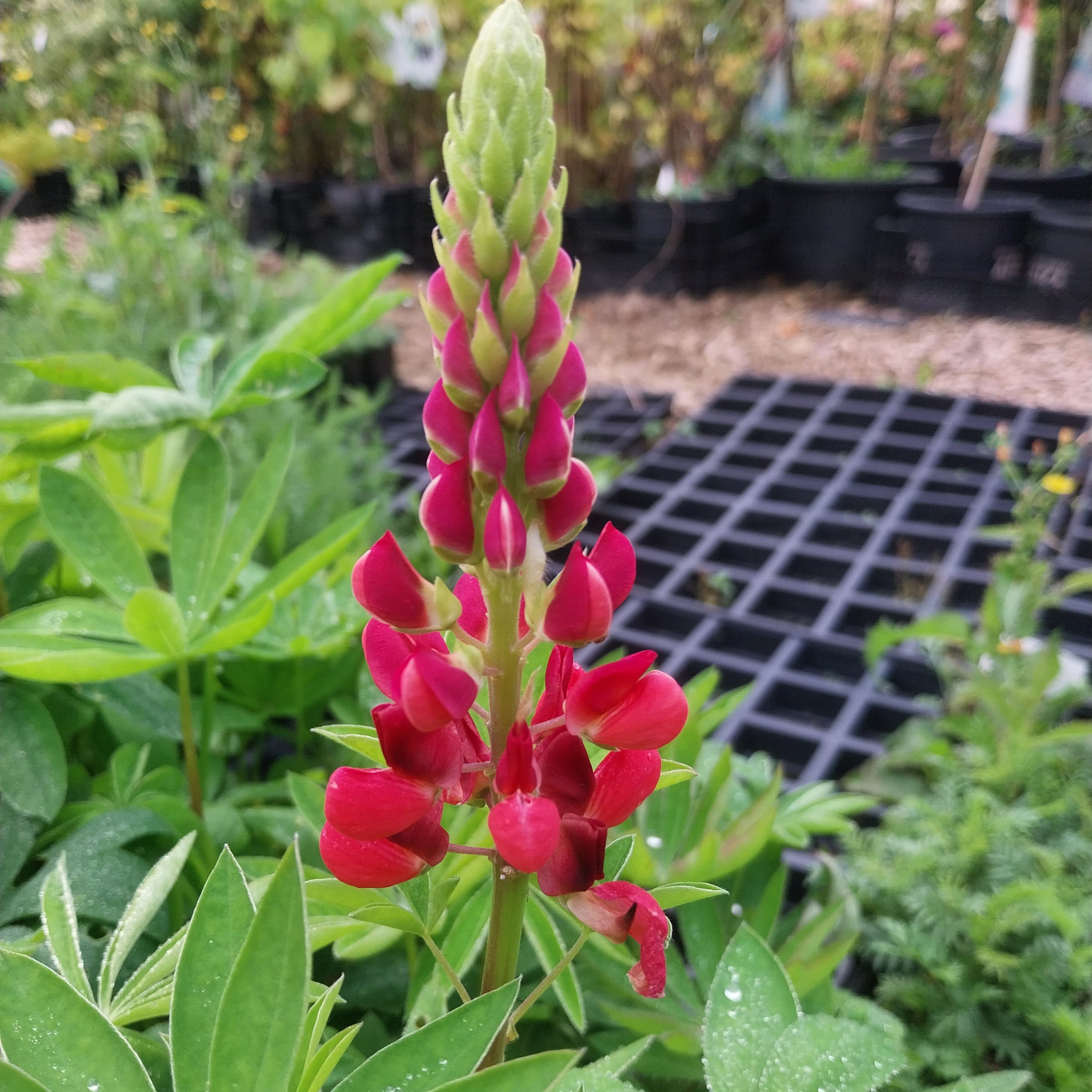Lupinus polyphyllus 'Edelknabe'