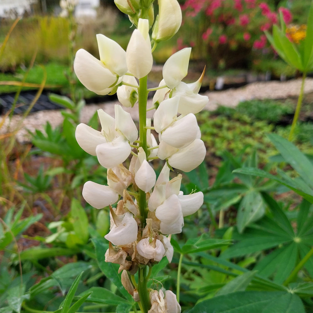 Lupinus polyphyllus 'Fräulein'