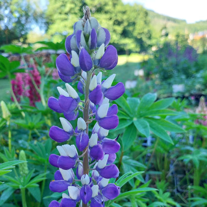Lupinus polyphyllus 'Kastellan' Lupine