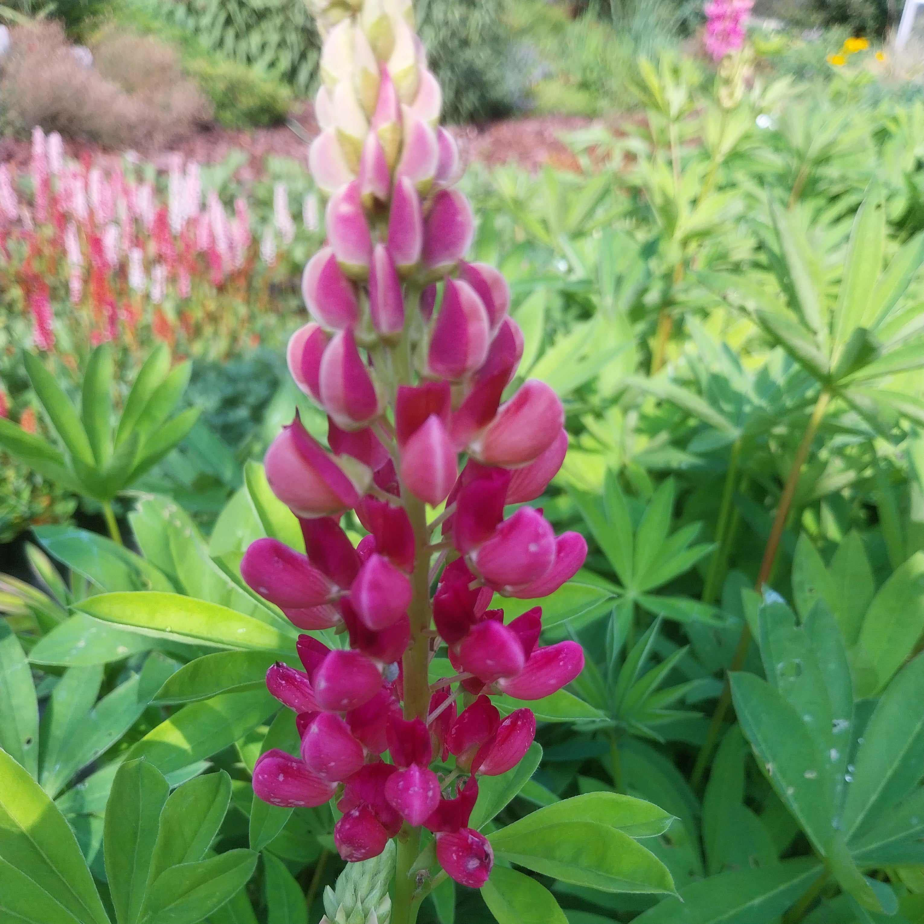 Lupinus polyphyllus ‘Schloßfrau’
