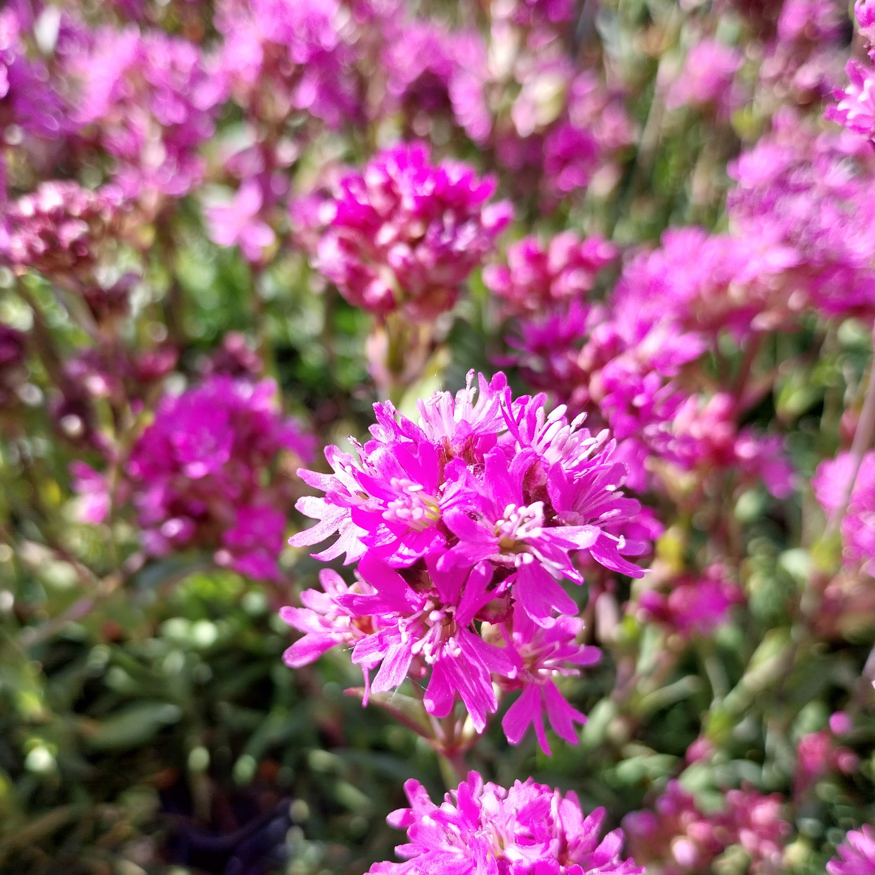 Lychnis alpina – Alpen-Lichtnelke in Blüte