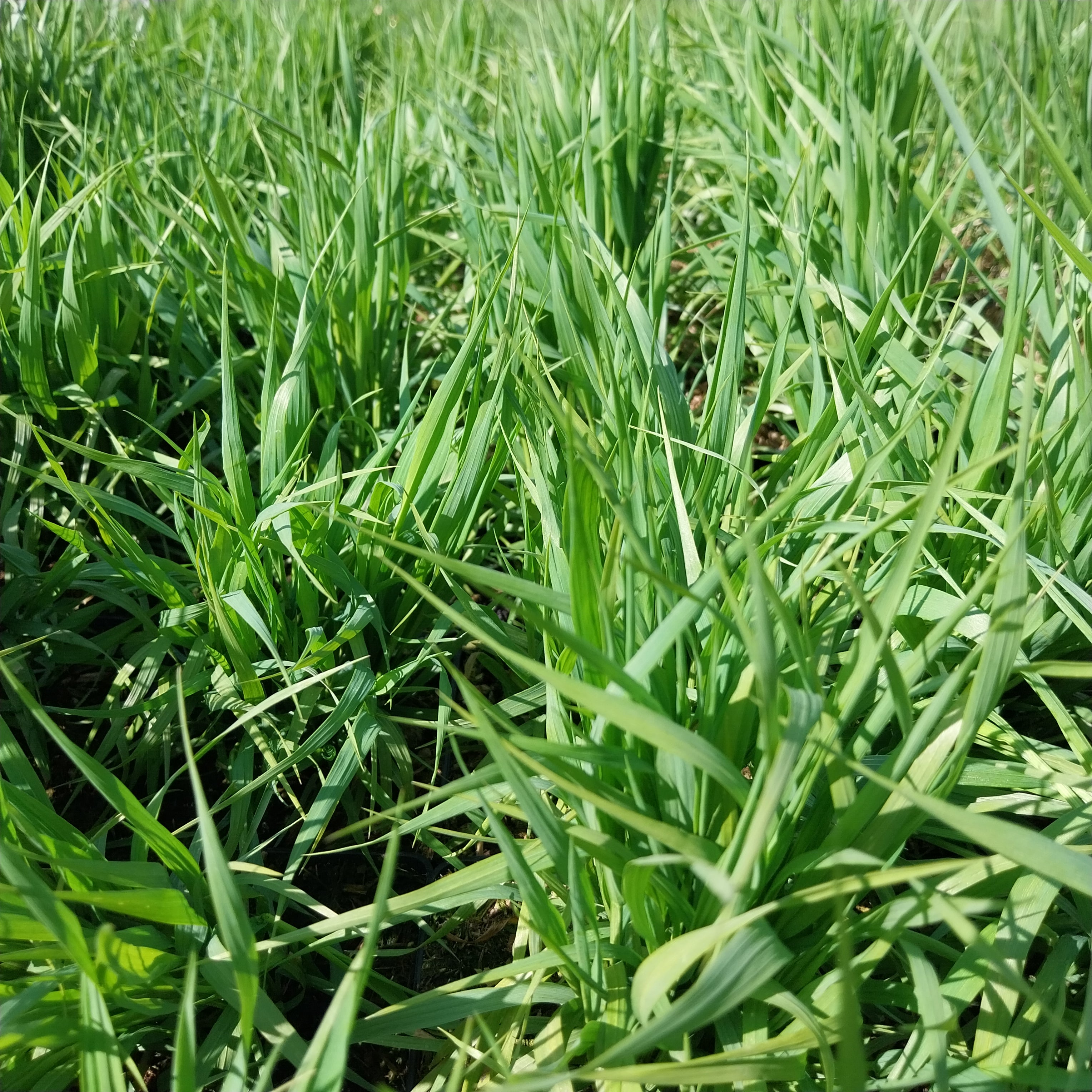 Melica altissima var. atropurpurea