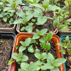 Mentha × piperita ‘Chocolate’