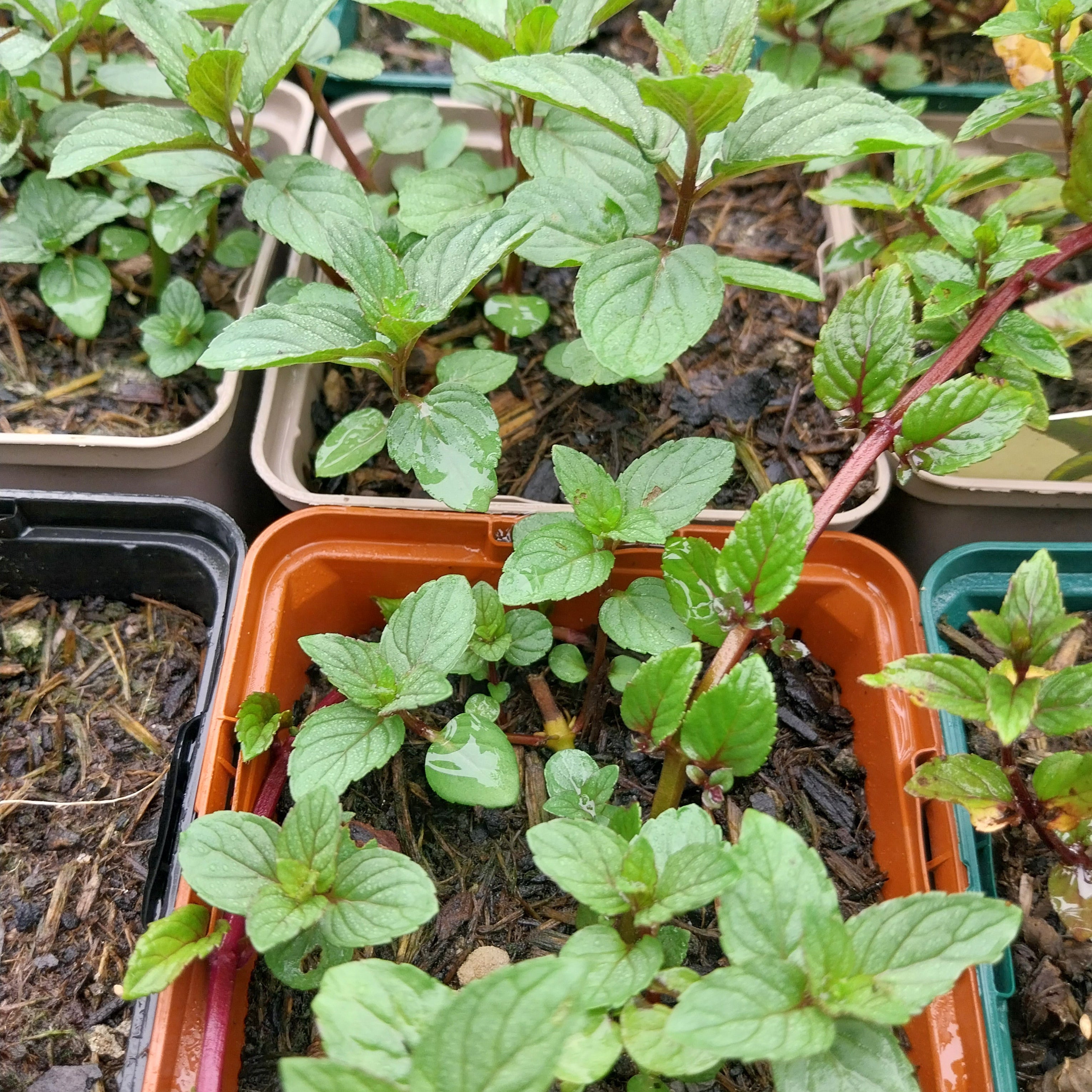 Mentha × piperita ‘Chocolate’
