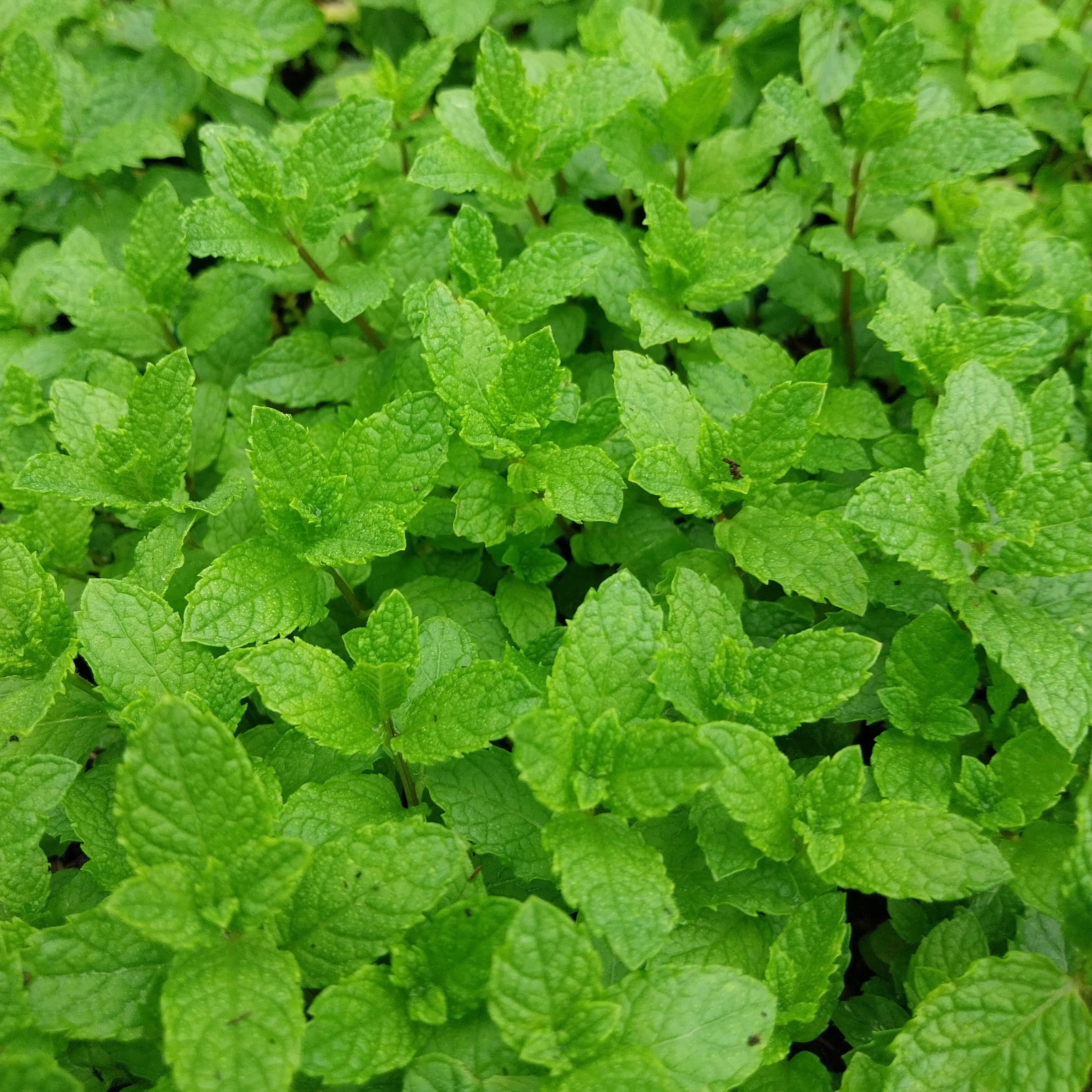 Mentha spicata Grüne Minze