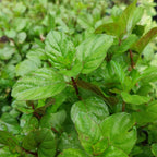 Mentha suaveolens Wohlriechende Minze