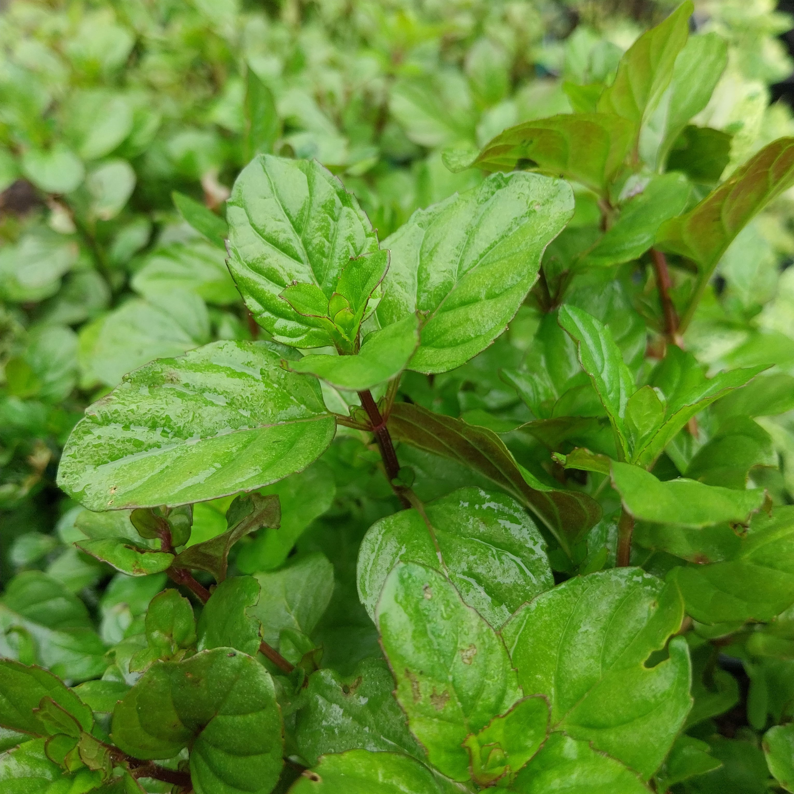 Mentha suaveolens Wohlriechende Minze