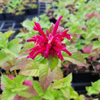 Indianernessel Fireball rot mit blüte 