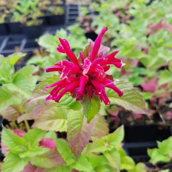 Indianernessel Fireball rot mit blüte 