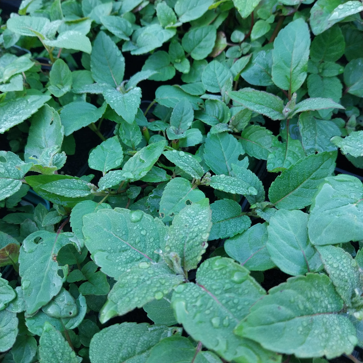 Monarda didyma Scharlach-Indianernessel