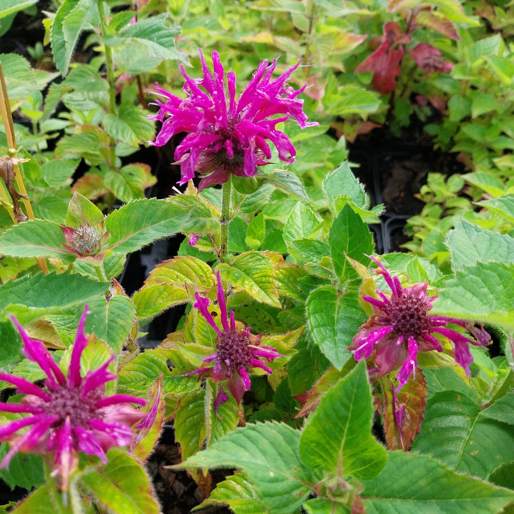 Monarda fistulosa ‚Blaustrumpf‘ mit Blüte