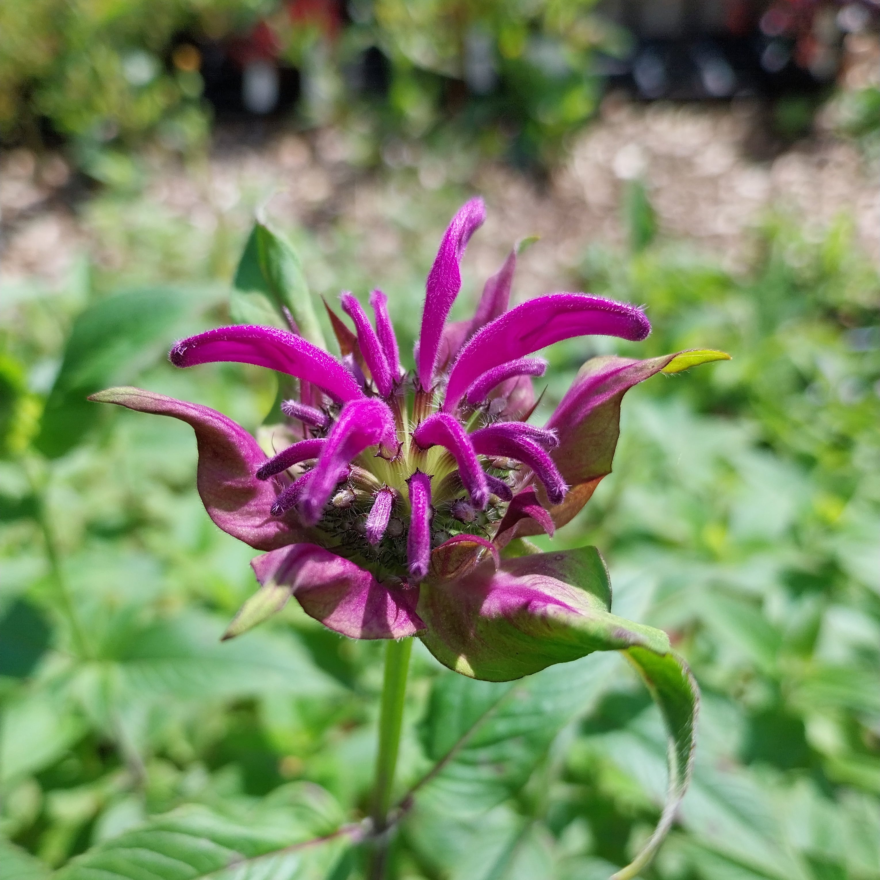Monarda fistulosa ‚Blaustrumpf‘ blüte groß