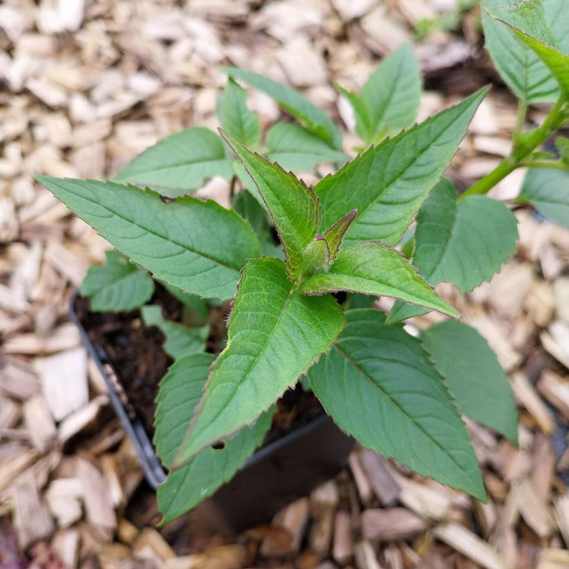 Monarda fistulosa ‚Blaustrumpf‘ im Topf grün