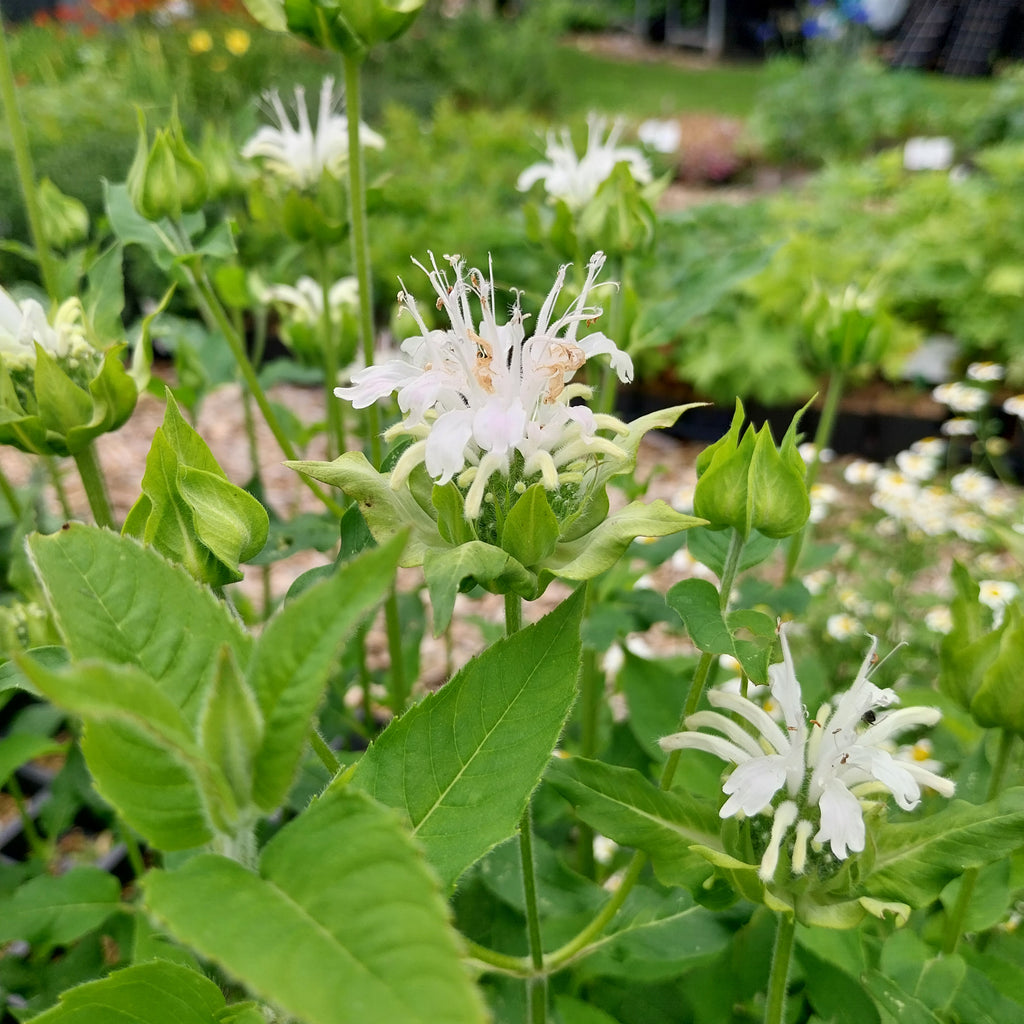 Monarda fistulosa ‚Schneewittchen‘ in blüte