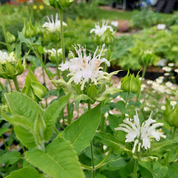 Monarda fistulosa ‚Schneewittchen‘ in blüte