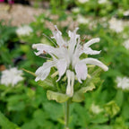 Monarda fistulosa ‚Schneewittchen‘ Blüte