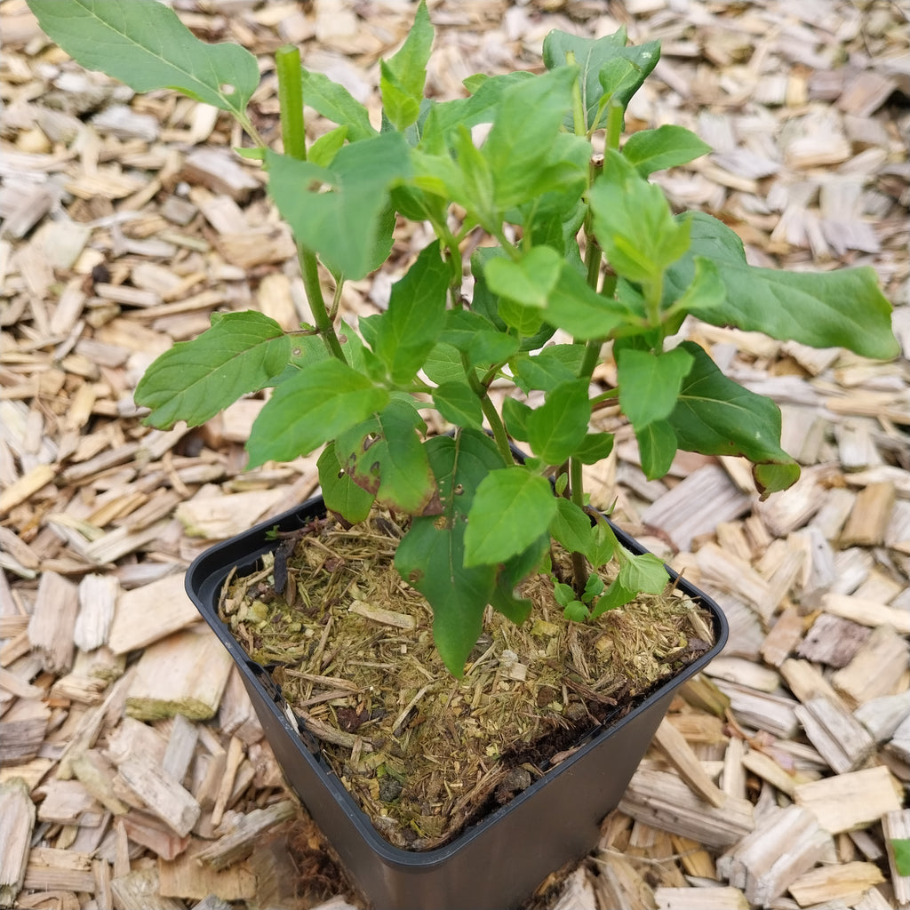 Monarda fistulosa ‚Schneewittchen‘ im Topf 
