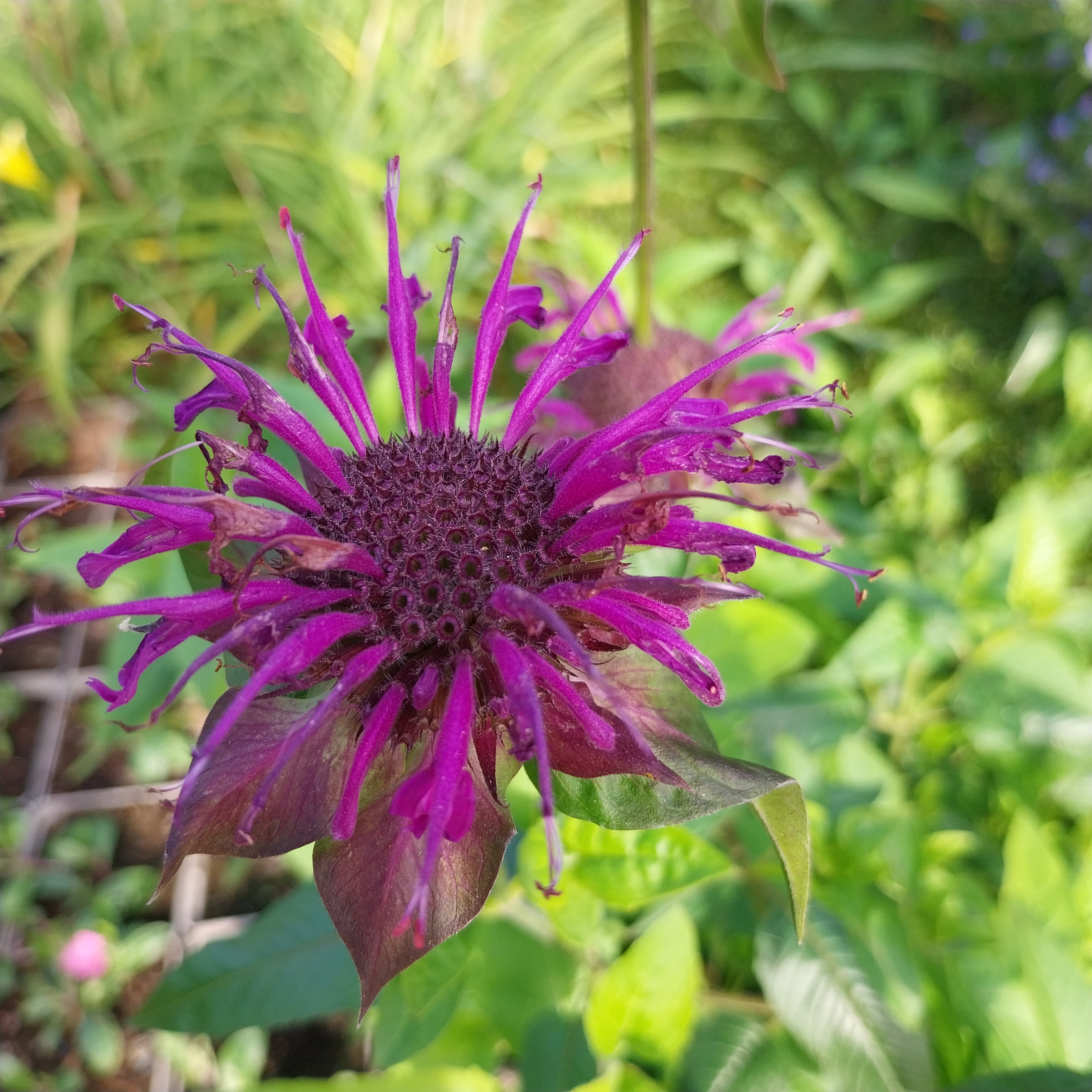 Monarda fistulosa ‚Scorpion‘ Blüte 