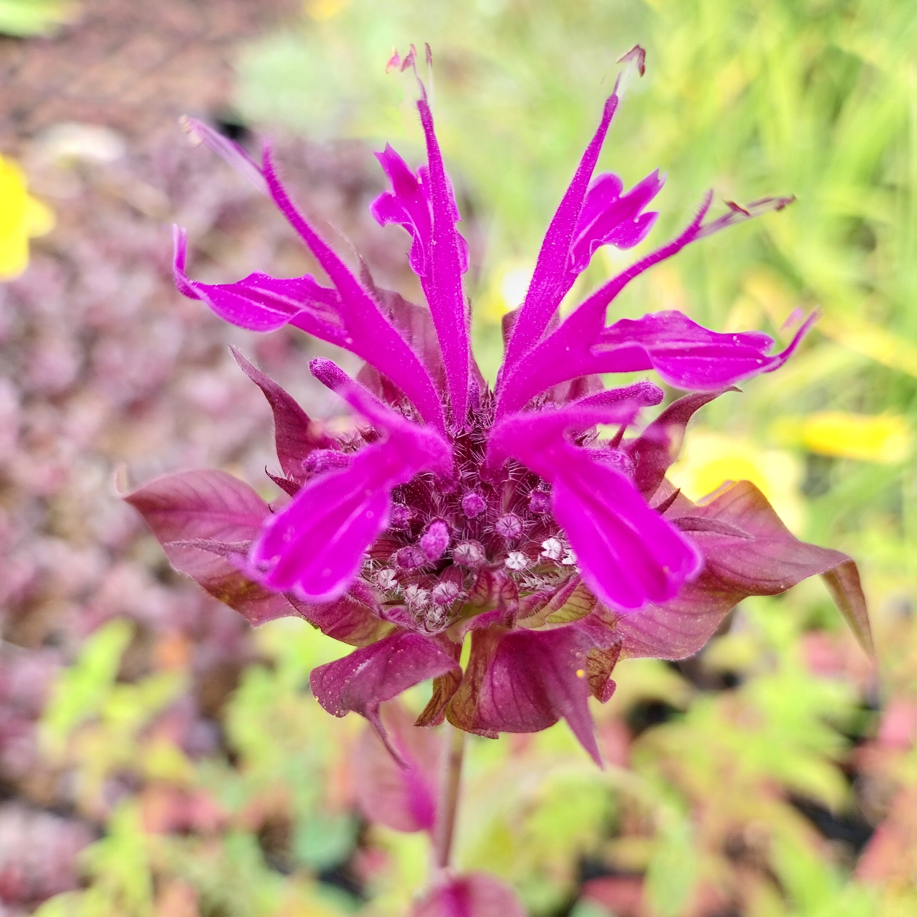 Monarda fistulosa ‚Scorpion‘ Blüte