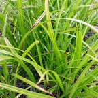 Morgenstern-Segge Carex grayi