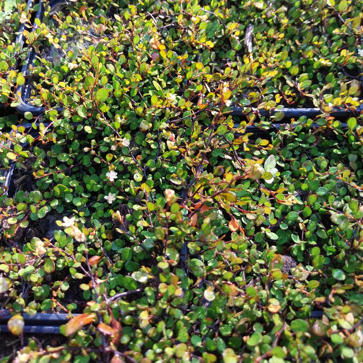 Muehlenbeckia axillaris ‘Nana’  Teppich-Scheinknöterich