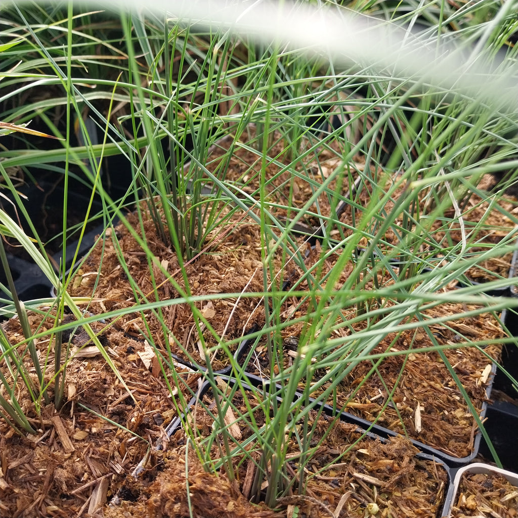 Muhlenbergia capillaris  Rosa Haargras
