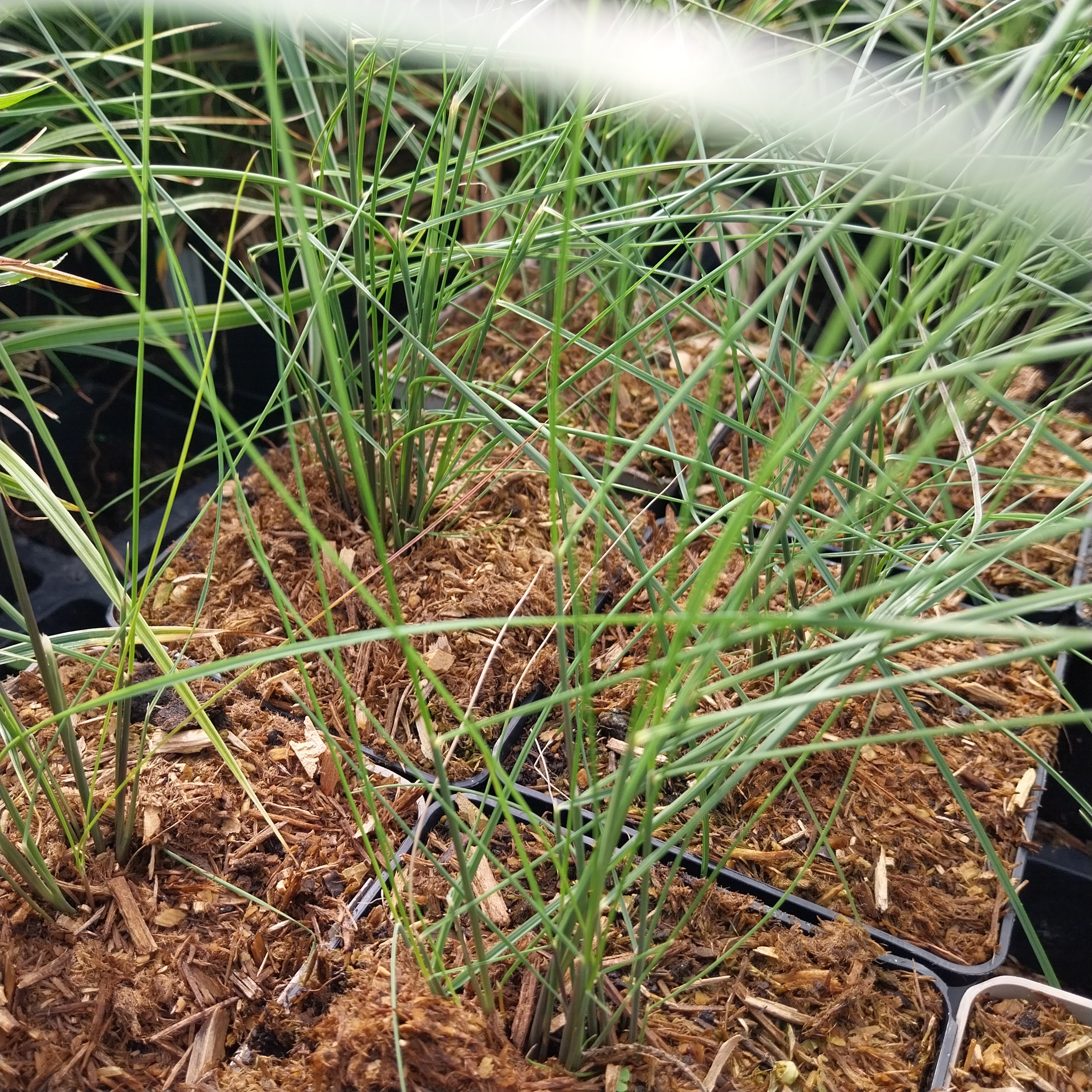 Muhlenbergia capillaris  Rosa Haargras
