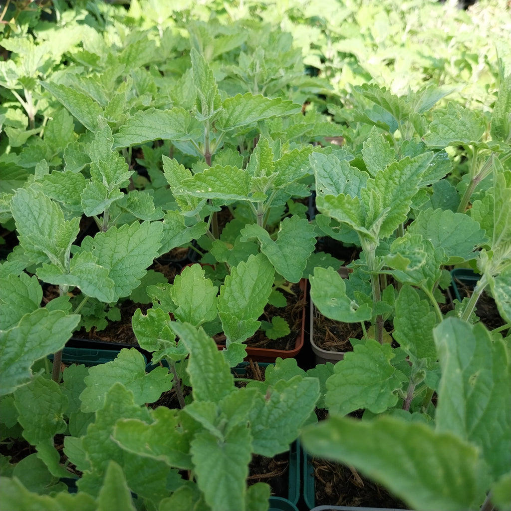 Nepeta cataria 'Citriodora'Zitronen-Katzenminze