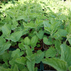 Nepeta cataria 'Citriodora'Zitronen-Katzenminze