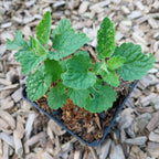 Nepeta cataria 'Citriodora'Zitronen-Katzenminze