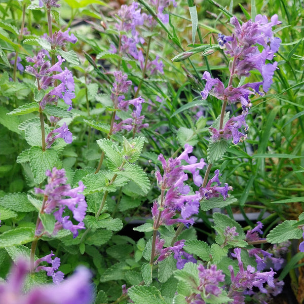 Nepeta × faassenii ‘Walker’s Low’ – Traubige Garten-Katzenminze in Blüte
