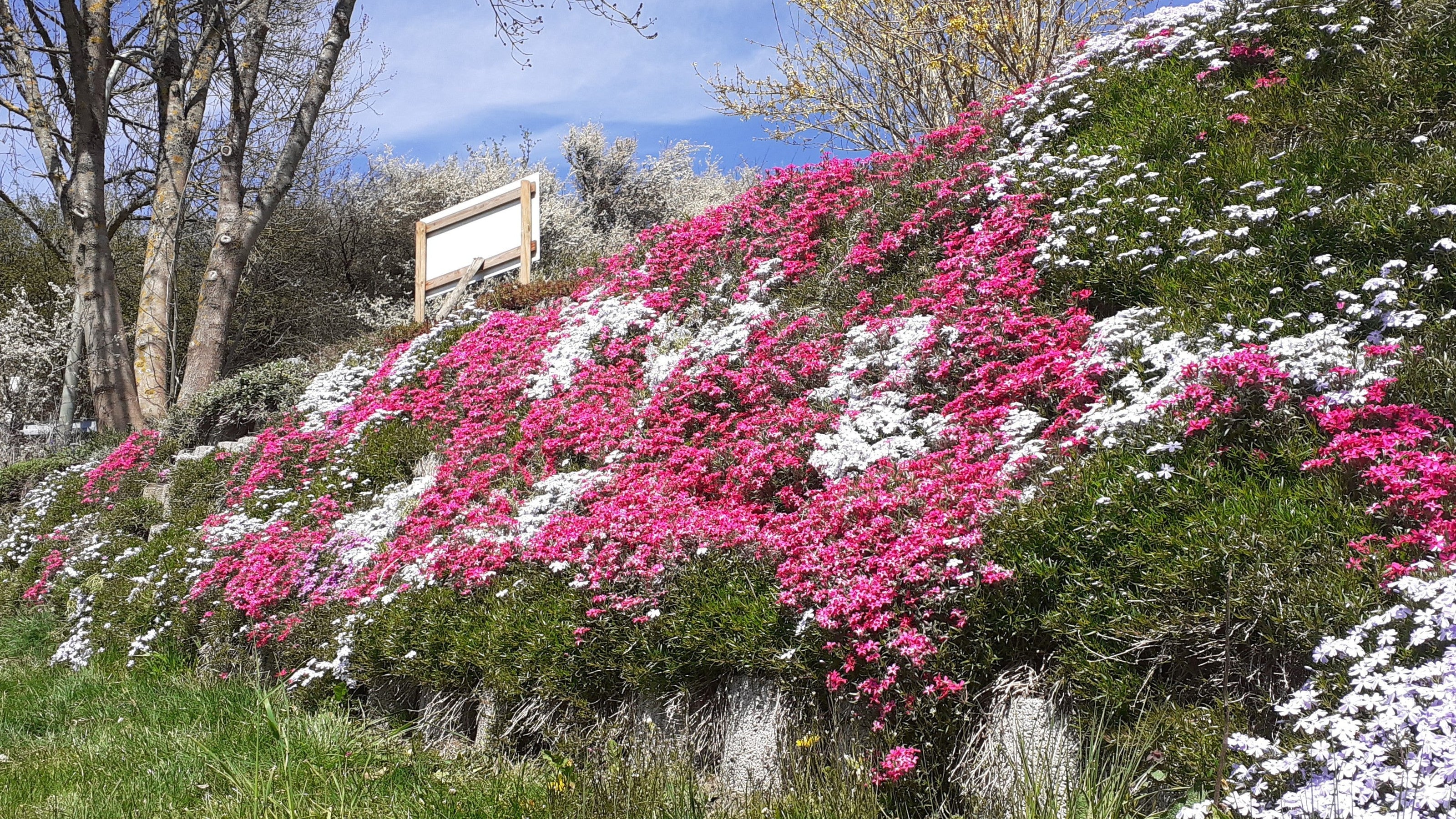 Niedrigwüchsige Stauden Phlox 