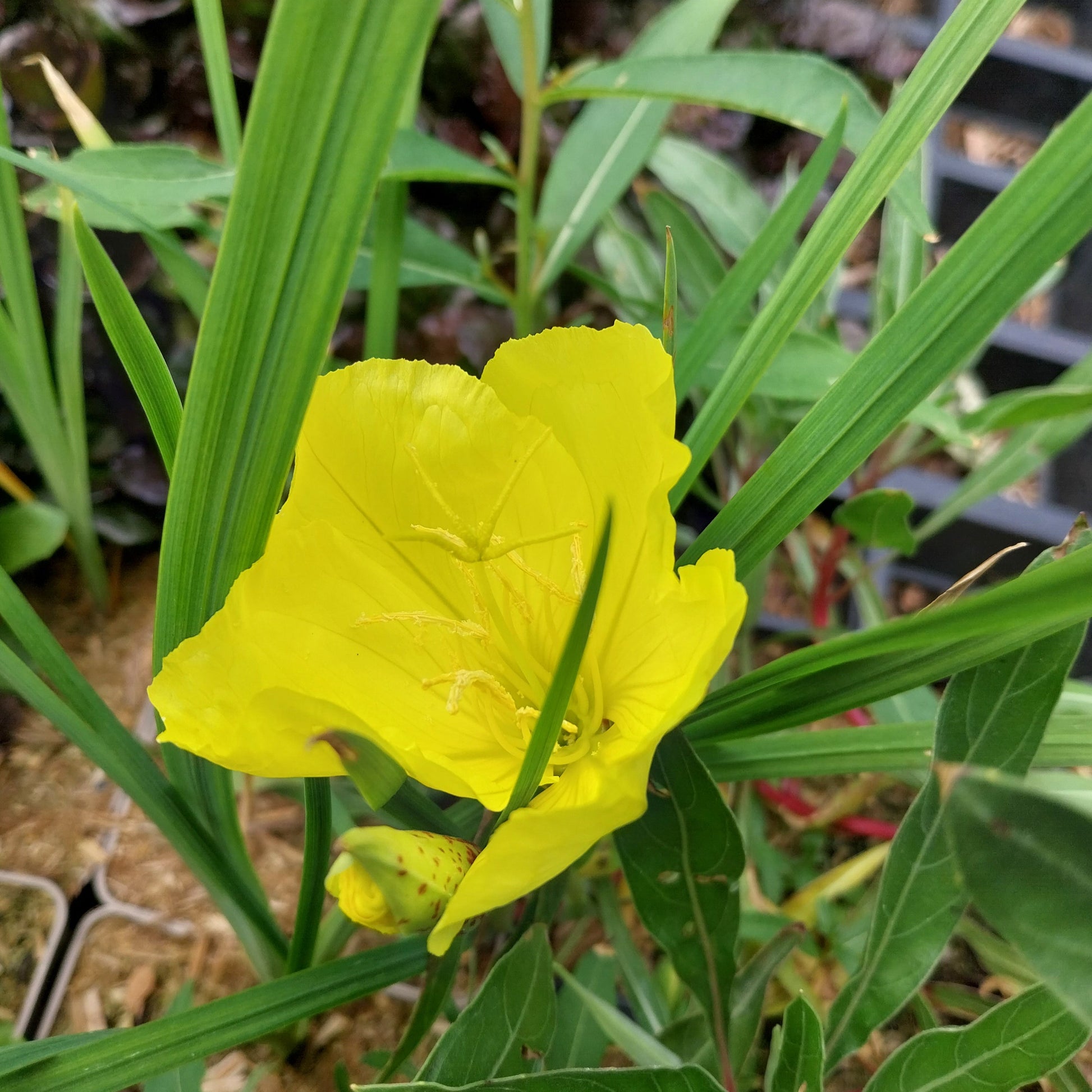 Oenothera macrocarpa Missouri-Nachtkerze