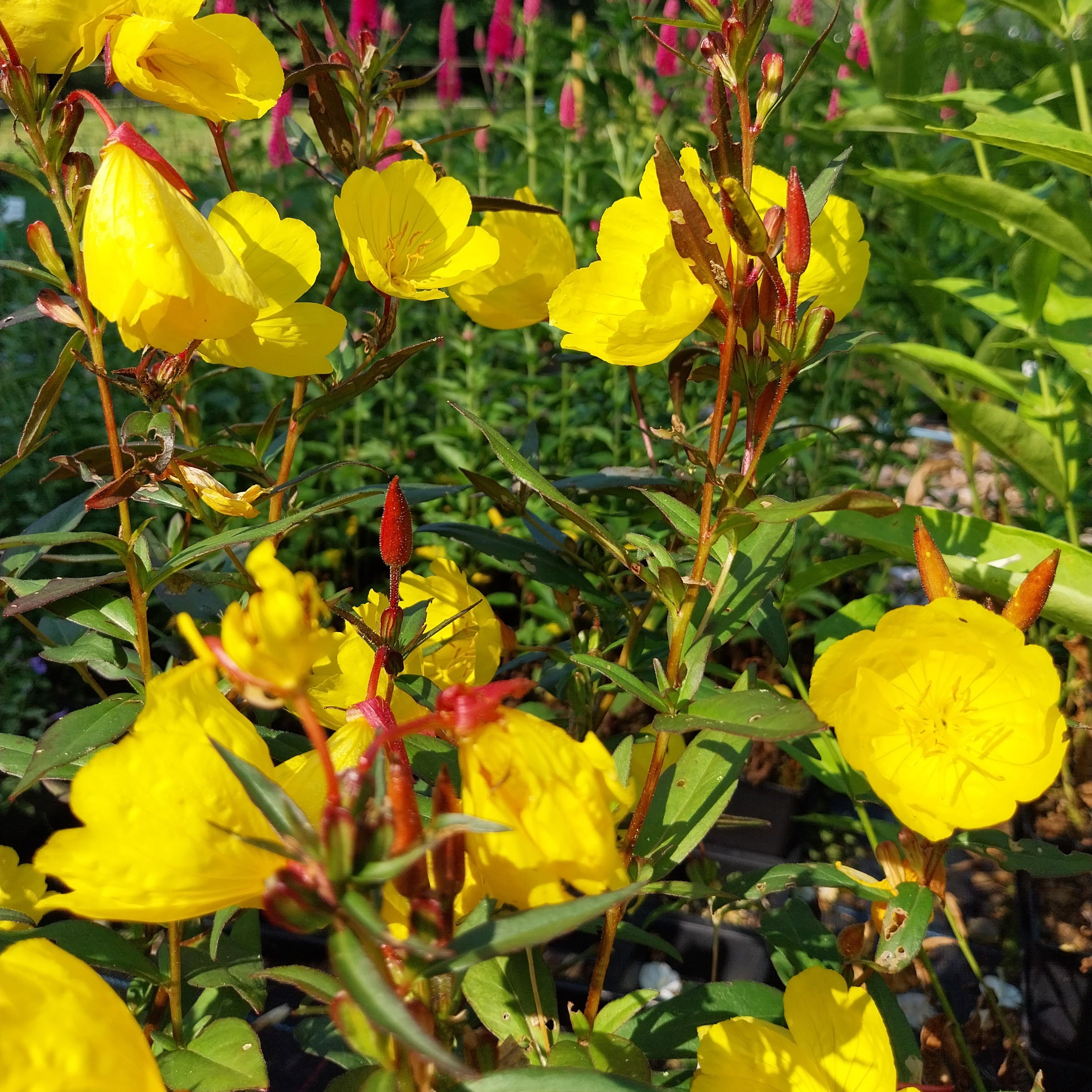 Oenothera tetragona ‘Sonnenwende’