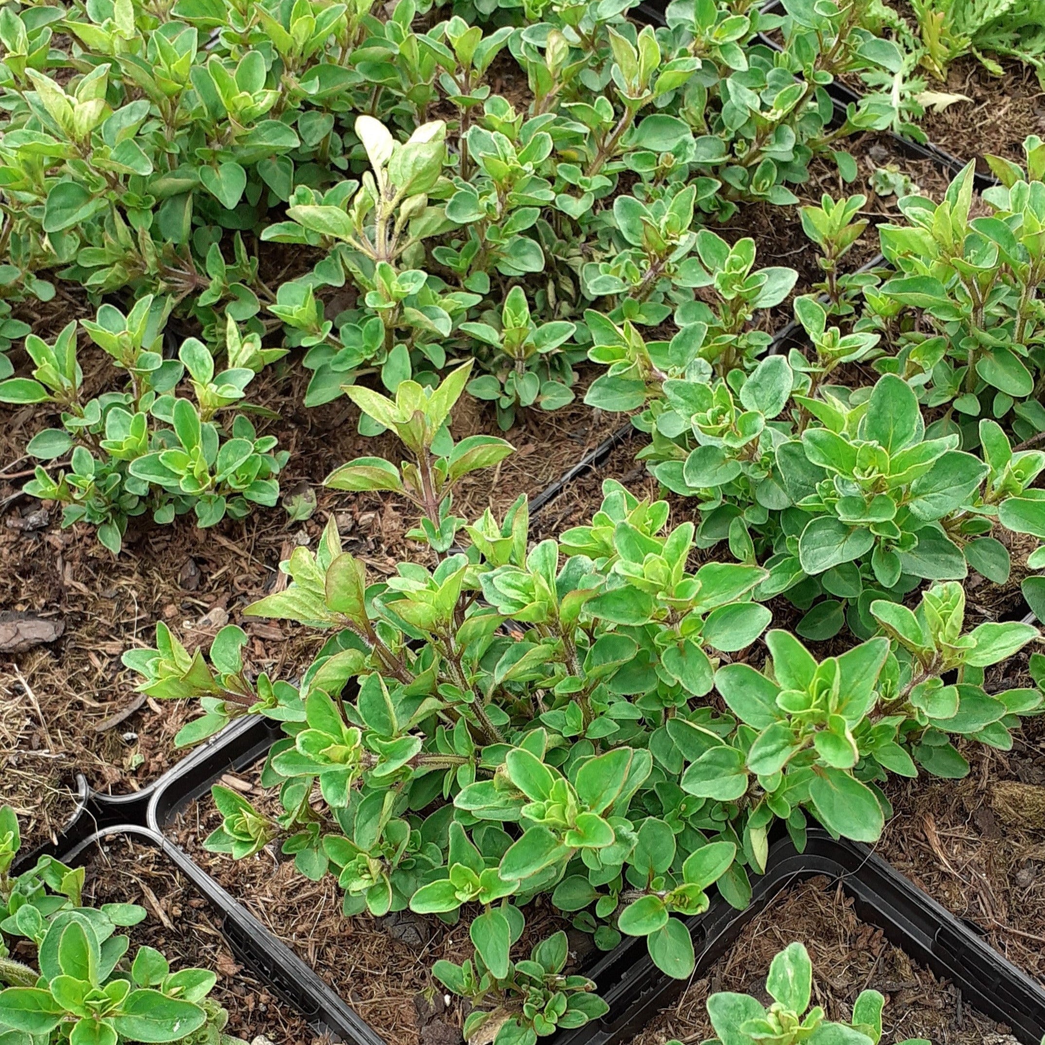 Origanum laevigatum Glatter Dost