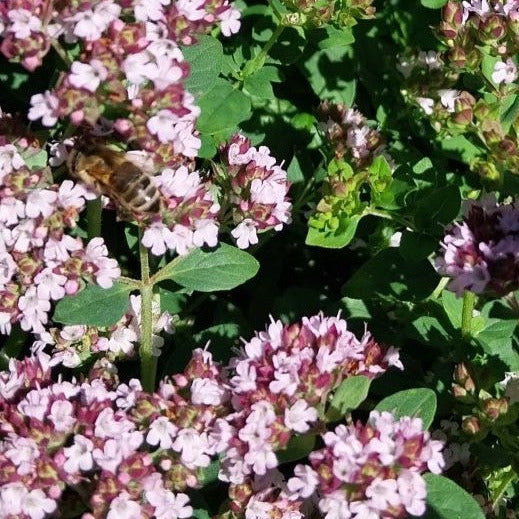 Origanum vulgare Wilder Majoran