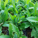 Papaver orientale ‘Nana Allegro’ Mohn
