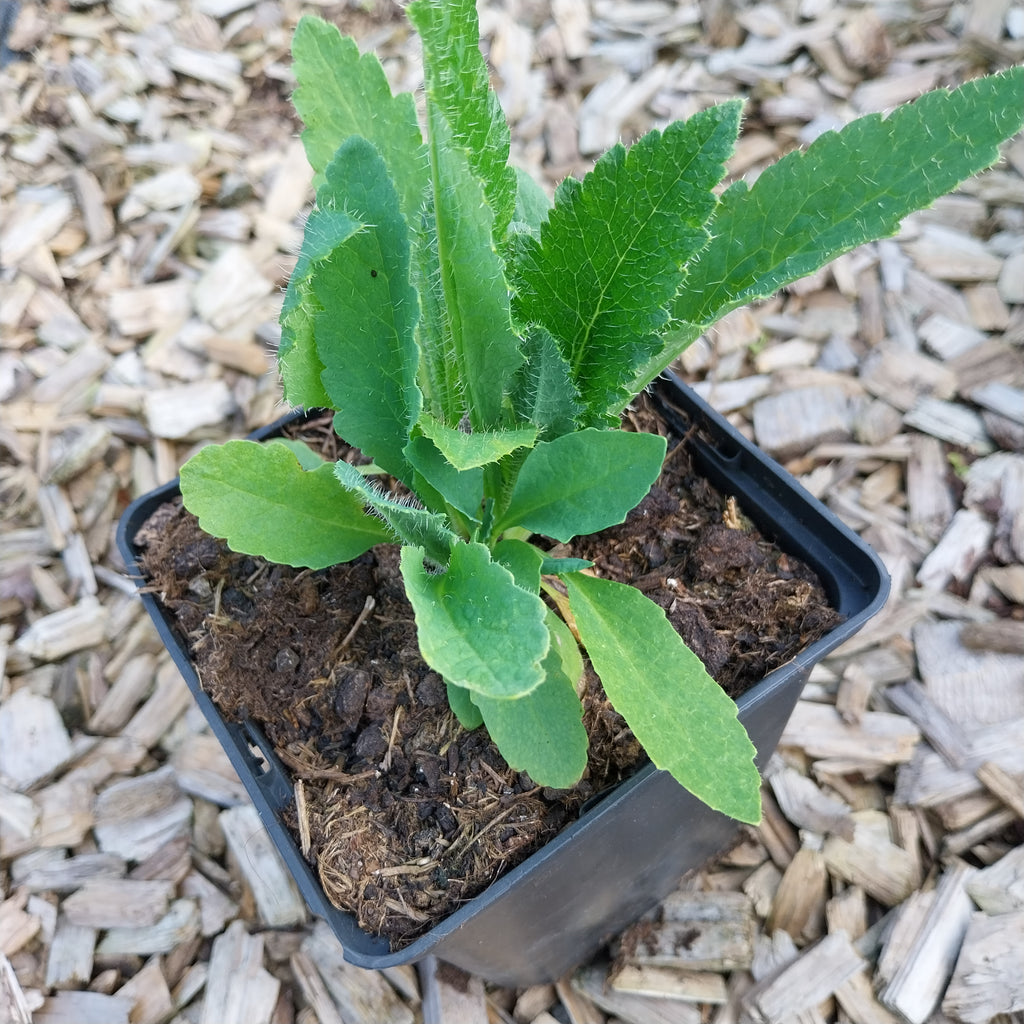 Papaver orientale ‘Nana Allegro’ Mohn im Topf