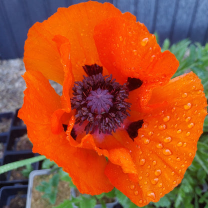 Papaver orientale Orientalischer Mohn