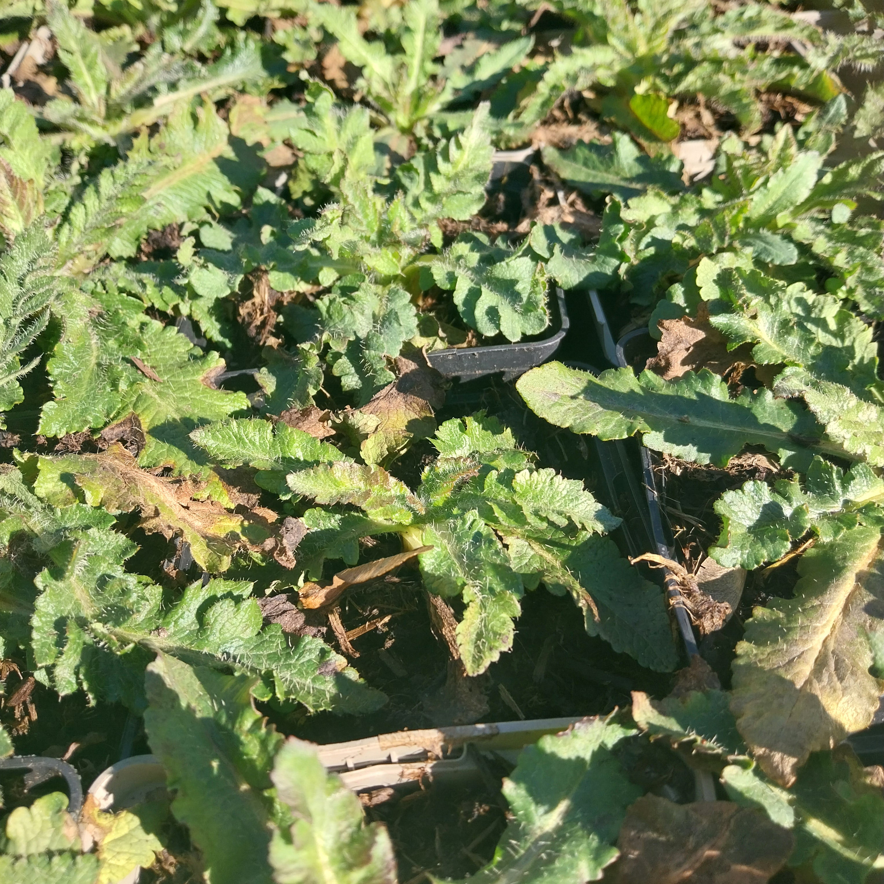 Papaver orientale ‘Royal Wedding’ Mohn
