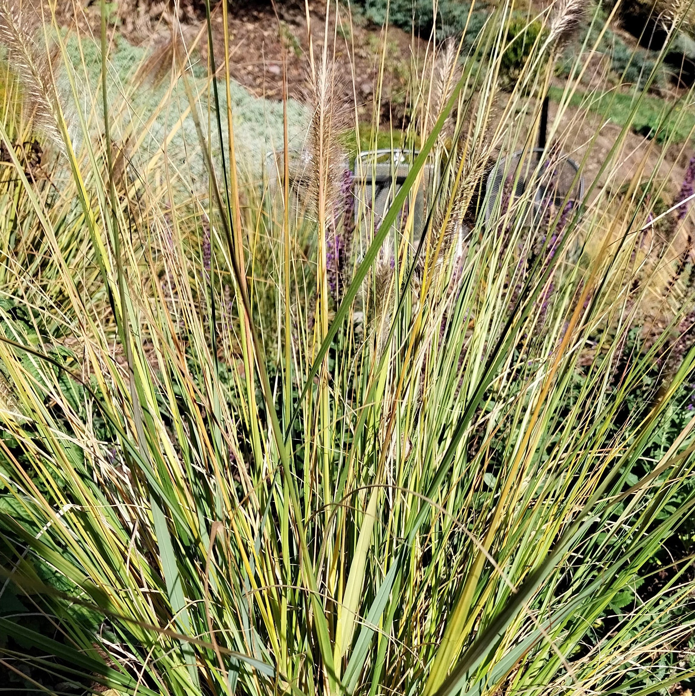 Pennisetum alopecuroides-Federborstengras